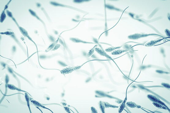 Spermien auswählen mit Fertile®Chip